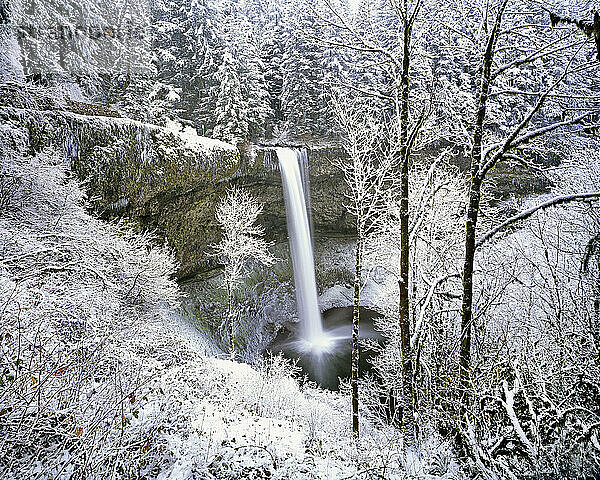 Wald  der einen winterlichen Wasserfall umgibt  Silver Falls State Park; Oregon  Vereinigte Staaten von Amerika