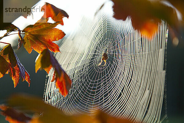 Spinne in ihrem Netz im morgendlichen Sonnenlicht mit herbstlich gefärbten Blättern an einem Baum im Vordergrund; Washington  Vereinigte Staaten von Amerika