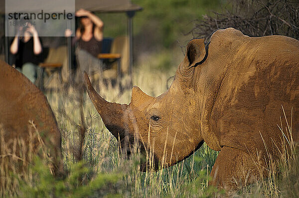 Ein Südliches Breitmaulnashorn (Ceratotherium simum) im Madikwe Game Preserve; Madikwe Game Reserve  Südafrika