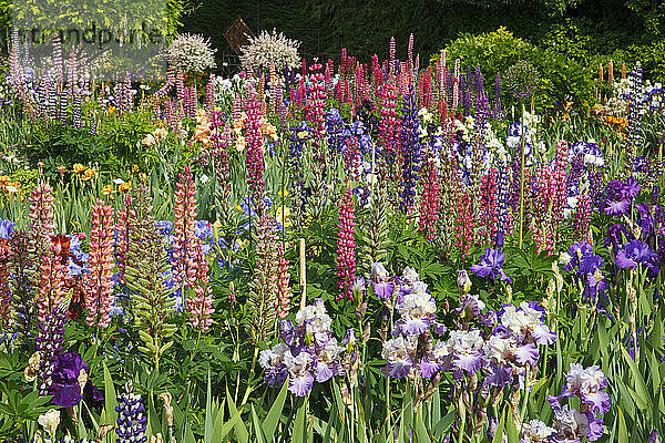 Wunderschön blühende Schwertlilien und andere Blumen in einem Garten in Schreiner's Iris Gardens im Willamette Valley  Oregon  USA; Oregon  Vereinigte Staaten von Amerika