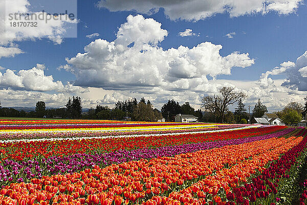 Felder mit farbenprächtigen Tulpen auf der Wooden Shoe Tulip Farm; Woodburn  Oregon  Vereinigte Staaten von Amerika