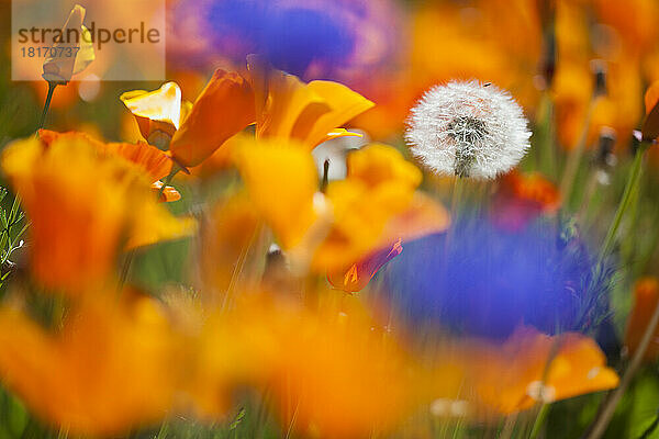 Nahaufnahme von blühenden Wildblumen in Weiß  Blau und Orange in der Columbia River Gorge National Scenic Area; Oregon  Vereinigte Staaten von Amerika