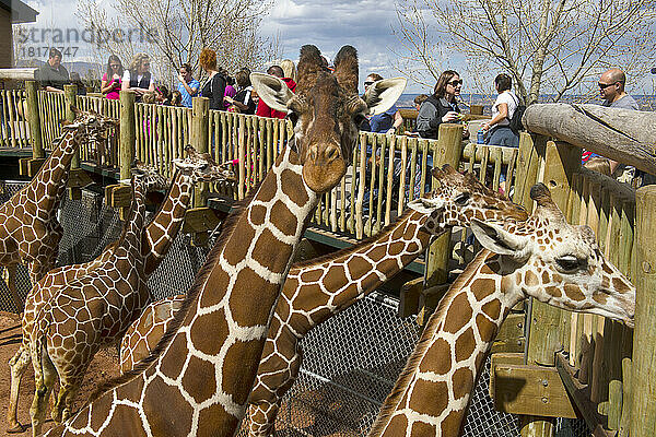 Der Cheyenne Mountain Zoo beherbergt Nordamerikas größte in Gefangenschaft gehaltene Herde von Netzgiraffen (Giraffa camelopardalis reticulata); Colorado Springs  Colorado  Vereinigte Staaten von Amerika