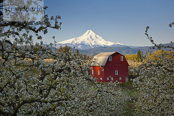 Blühende Apfelbäume in einem Obstgarten mit einer roten Scheune im Vordergrund und dem schneebedeckten Mount Hood in der Ferne vor einem strahlend blauen Himmel; Hood River  Oregon  Vereinigte Staaten von Amerika