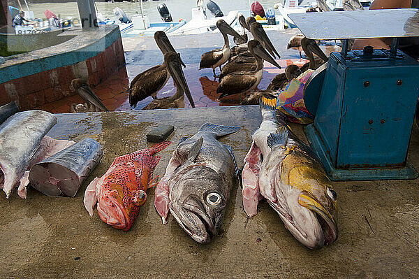 Pelikane warten im Hintergrund auf einem Fischmarkt  Galapagos Islands National Park; Puerto Ayora  Galapagos Inseln  Ecuador