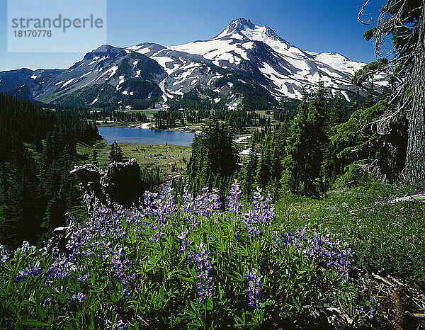 Blühende Wildblumen am schneebedeckten Berg  Mount Jefferson Wilderness  Oregon  USA; Oregon  Vereinigte Staaten von Amerika