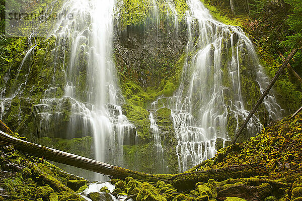 Schöner Wasserfall Proxy Falls im Willamette National Forest; Oregon  Vereinigte Staaten von Amerika