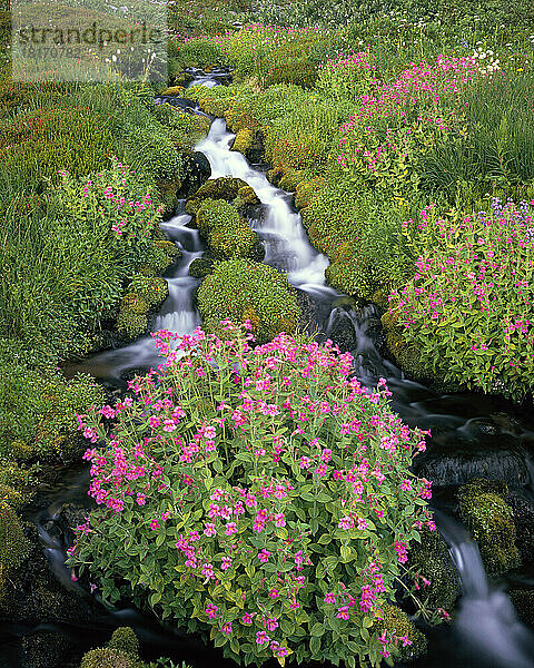 Blühende Wildblumen rund um einen Bach im Mount Rainier National Park  Washington  USA; Washington  Vereinigte Staaten von Amerika