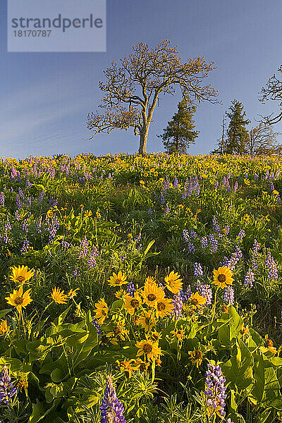 Blühende Wildblumen in Lila und Gelb  Pfeilwurz und Lupinen  auf einer Wiese in der Columbia River Gorge; Oregon  Vereinigte Staaten von Amerika