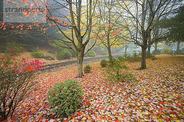 Herbstfarbenes Laub im Nebel im Herbst im pazifischen Nordwesten  mit gefallenen Blättern  die den Boden bedecken; Happy Valley  Oregon  Vereinigte Staaten von Amerika