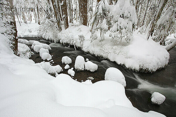 Winterschnee entlang eines stillen Baches im Mount Hood National Forest; Oregon  Vereinigte Staaten von Amerika