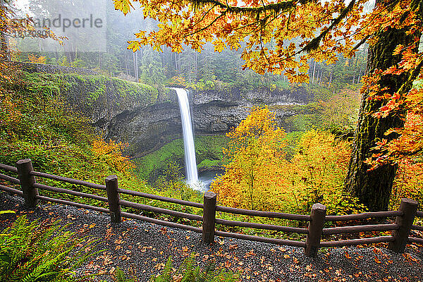 Wasserfall in ein Becken in einem üppig gefärbten Herbstwald  South Falls im Silver Falls State Park; Oregon  Vereinigte Staaten von Amerika