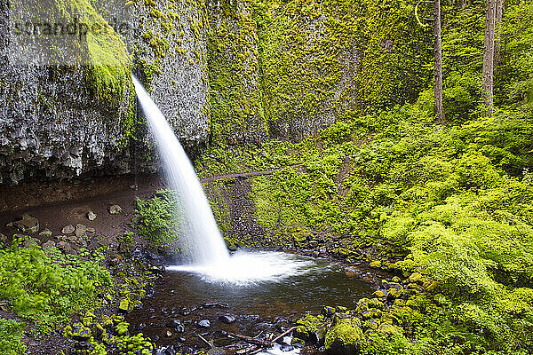 Ponytail Falls mit üppig grünem Laub in der Columbia River National Scenic Area  Oregon  USA; Oregon  Vereinigte Staaten von Amerika