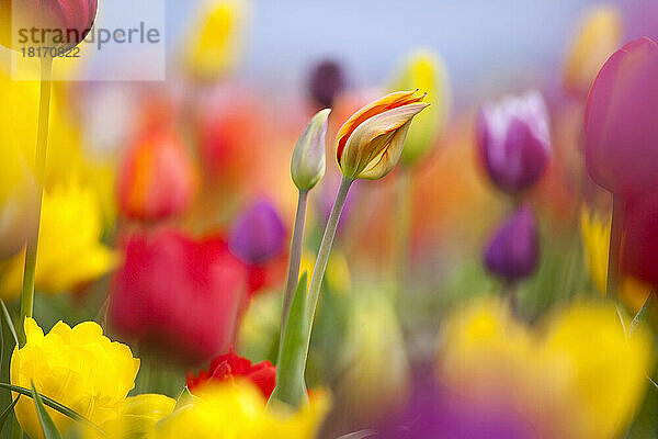 Kräftig blühende Tulpen in einem Feld; Woodburn  Oregon  Vereinigte Staaten von Amerika