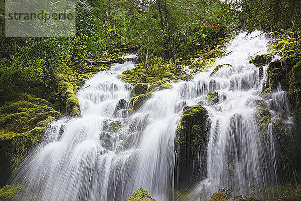 Schöner Wasserfall Proxy Falls im Willamette National Forest; Oregon  Vereinigte Staaten von Amerika