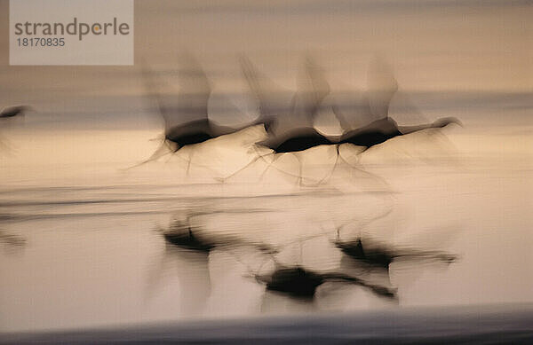 Schwenk über chilenische Flamingos (Phoenicopterus Chilensis)  die sich auf den Flug vorbereiten; Atacamawüste  Chile