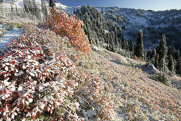 Schnee und Frost auf herbstlich gefärbtem Laub an einem Berghang im Paradise Park im Mount Rainier National Park; Washington  Vereinigte Staaten von Amerika