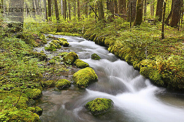 Still Creek im Mount Hood National Forest in den Kaskadenbergen von Oregon; Oregon  Vereinigte Staaten von Amerika