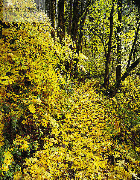 Herbstfarbenes Laub entlang eines Weges im Silver Falls State Park; Oregon  Vereinigte Staaten von Amerika