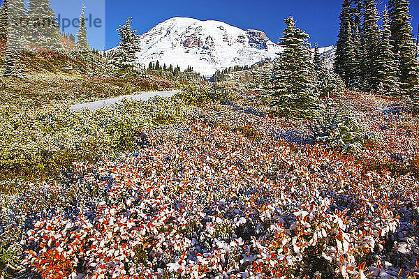 Neuschnee über Herbstfarben  Paradise Park  Mount Rainier National Park; Washington  Vereinigte Staaten von Amerika