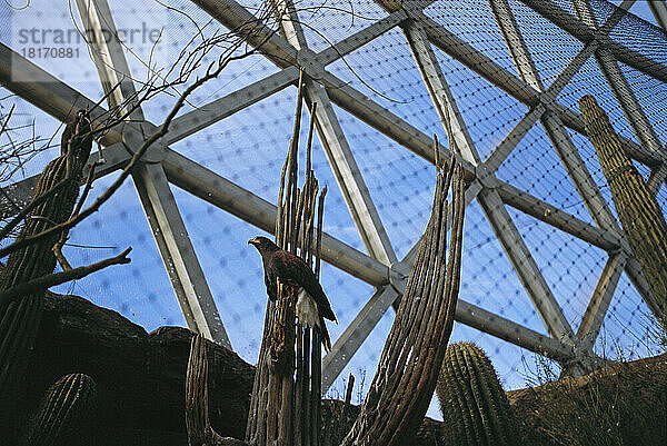 Ein Raubvogelpaar in einem Kuppelgehege namens Desert Dome im Henry Doorly Zoo in Omaha  Nebraska  USA; Omaha  Nebraska  Vereinigte Staaten von Amerika