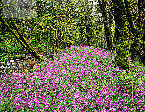 Blühende Wildblumen neben einem Bach im Wald; Oregon  Vereinigte Staaten von Amerika