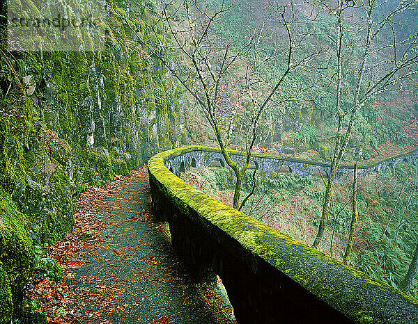 Wanderweg vorbei an Klippen in der Columbia River Gorge  Oregon  USA; Oregon  Vereinigte Staaten von Amerika