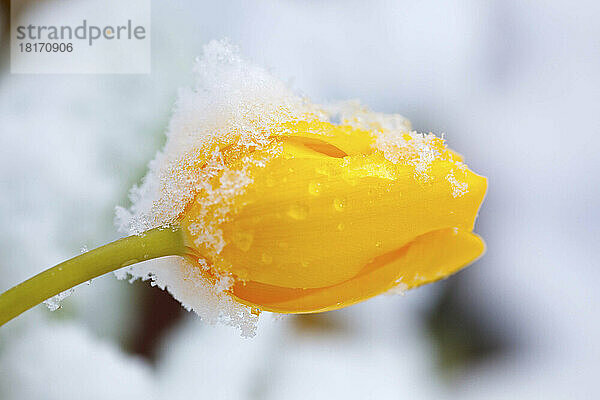 Detailaufnahme von leichtem Schnee und Eis auf einer gelben Tulpe  Willamette Valley; Oregon  Vereinigte Staaten von Amerika