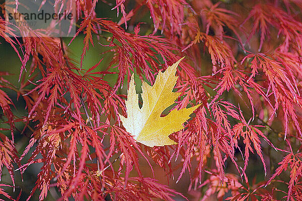 Gelbes gefallenes Blatt im roten Laub der Bäume im Herbst; Portland  Oregon  Vereinigte Staaten von Amerika