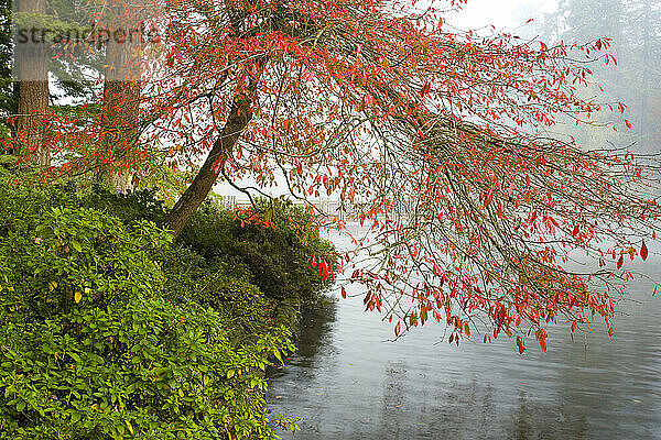 Herbstfarben und Nebel in Crystal Springs Rhododendron Gardens; Portland  Oregon  Vereinigte Staaten von Amerika