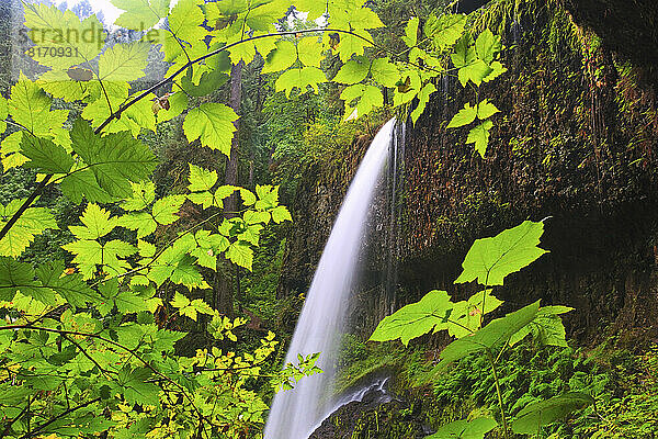 North Middle Falls im Silver Falls State Park mit üppig grünem Laub; Oregon  Vereinigte Staaten von Amerika