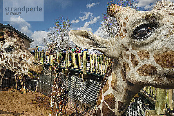 Der Cheyenne Mountain Zoo beherbergt Nordamerikas größte in Gefangenschaft gehaltene Herde von Netzgiraffen (Giraffa camelopardalis reticulata); Colorado Springs  Colorado  Vereinigte Staaten von Amerika