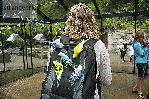 Sittiche interagieren mit Besuchern im John Ball Zoo; Grand Rapids  Michigan  Vereinigte Staaten von Amerika