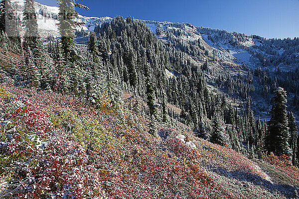 Frischer Schnee auf Herbstfarben  Paradise Park  Mount Rainier National Park; Washington  Vereinigte Staaten von Amerika