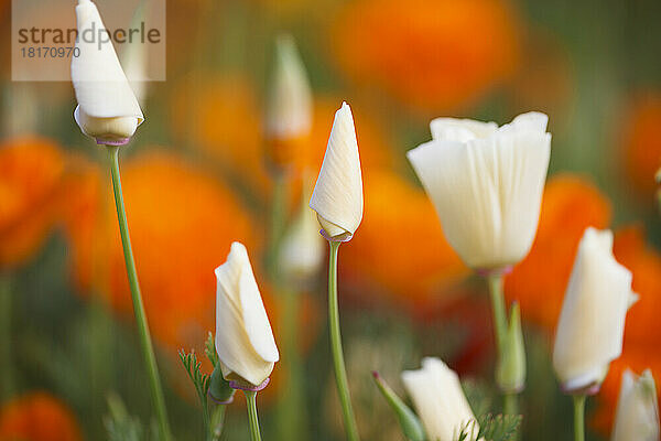 Nahaufnahme von blühenden Wildblumen in Weiß und Orange in der Columbia River Gorge National Scenic Area; Oregon  Vereinigte Staaten von Amerika