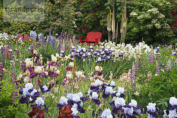 Farbenfrohe Bänke und blühende Schwertlilien in einem Garten in Schreiner's Iris Gardens im Willamette Valley  Oregon  USA; Oregon  Vereinigte Staaten von Amerika