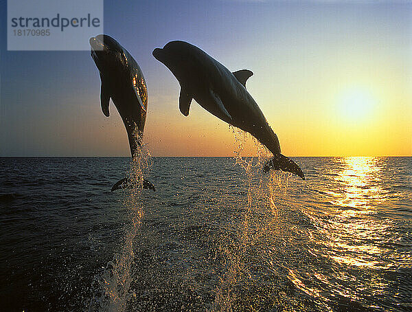 Zwei Große Tümmler springen Seite an Seite in der Luft  im Gegenlicht der über dem Meer untergehenden Sonne; Roatan  Honduras