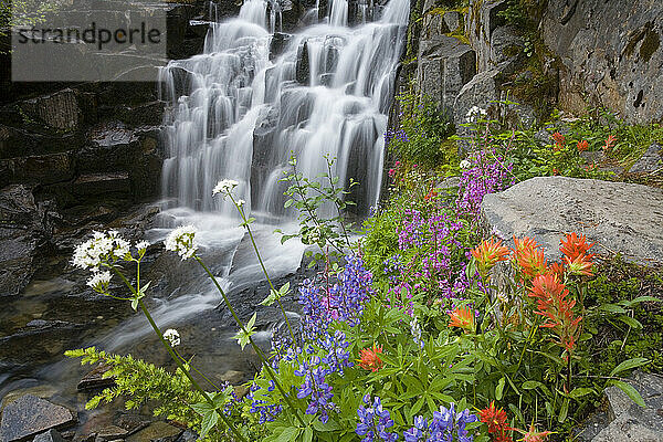 Wildblumen und Sunbeam Falls im Mount Rainier National Park  Washington  USA; Washington  Vereinigte Staaten von Amerika