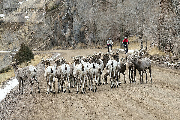 Zwei Radfahrer nähern sich einer Herde Dickhornschafe (Ovis canadensis)  die auf der Straße im Waterton Canyon  Colorado  USA  wandern; Colorado  Vereinigte Staaten von Amerika