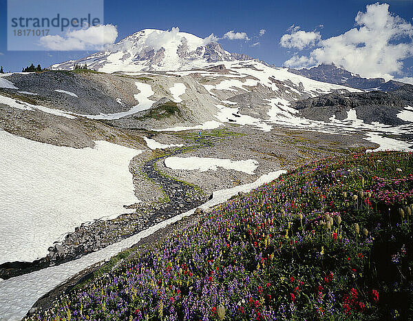 Bergwiese und schneebedeckter Mount Rainier im Mount Rainier National Park; Washington  Vereinigte Staaten von Amerika