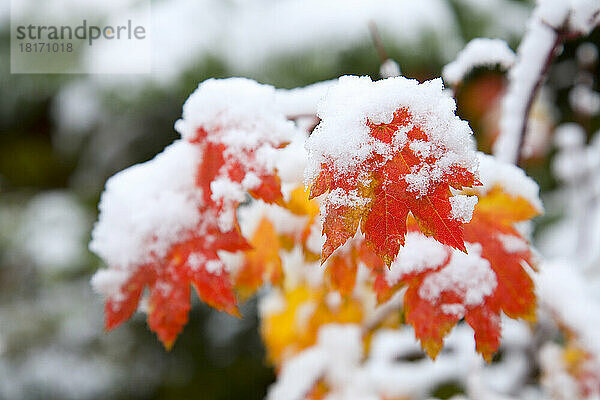 Nahaufnahme von Schnee auf dem herbstlich gefärbten Laub eines Spitzahorns (Acer circinatum) im Mount Hood National Forest  Oregon Cascades  Oregon  USA; Oregon  Vereinigte Staaten von Amerika