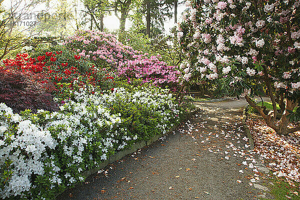 Wunderschöne blühende Pflanzen in den Gärten von Crystal Springs Rhododendron Gardens; Portland  Oregon  Vereinigte Staaten von Amerika