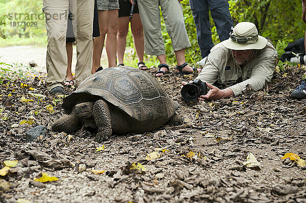 Ein Fotograf fotografiert das Hinterteil einer Galapagos-Schildkröte (Chelonoidis nigra) in der Urbina-Bucht auf der Insel Isabela im Galapagos-Nationalpark; Galapagos-Inseln  Ecuador