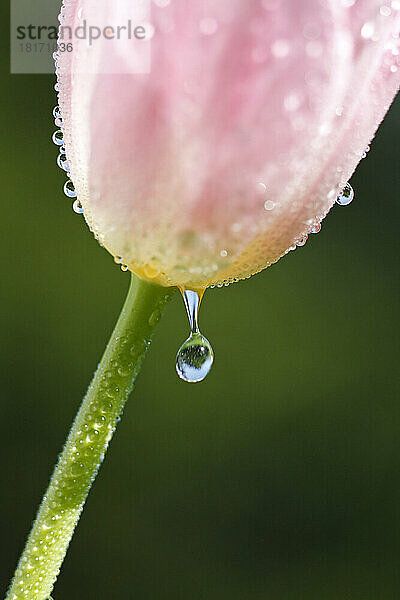 Wassertropfen  der von einer rosa Tulpe fällt  extreme Nahaufnahme; Oregon  Vereinigte Staaten von Amerika