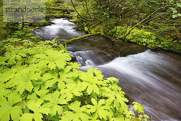 Still Creek im Mount Hood National Forest in den Kaskadenbergen von Oregon; Oregon  Vereinigte Staaten von Amerika