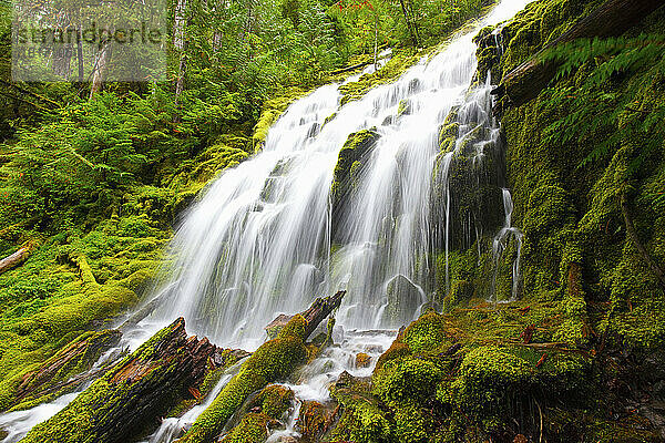 Schöner Wasserfall Proxy Falls im Willamette National Forest; Oregon  Vereinigte Staaten von Amerika