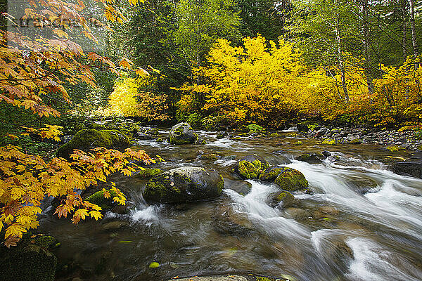 Herbstfarben entlang des Santiam River im Willamette National Forest; Oregon  Vereinigte Staaten von Amerika