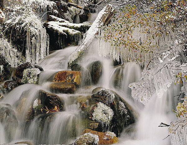 Eisbedecktes Laub an einem Wasserfall  Mount Rainier National Park; Washington  Vereinigte Staaten von Amerika