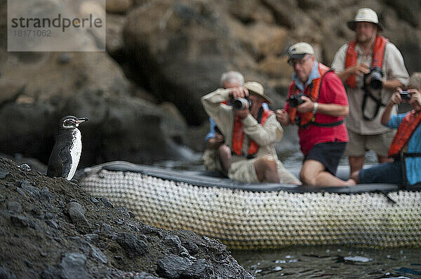 Touristen fotografieren einen Galapagos-Pinguin (Spheniscus mendiculus) in der Tagus-Bucht  Galapagos-Nationalpark; Galapagos-Inseln  Ecuador