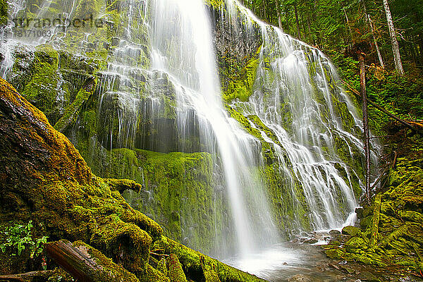 Schöner Wasserfall Proxy Falls im Willamette National Forest; Oregon  Vereinigte Staaten von Amerika